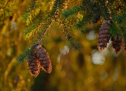 bokeh spruce cone macro nature branch HD Desktop Wallpaper | Background Image