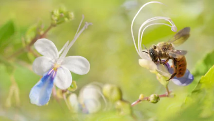 HD PC desktop wallpaper: macro view of a bee (insect, animal) perched on a delicate white-and-blue flower against a soft green nature background.