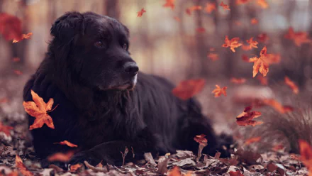 Black dog (animal) lying amid swirling red and orange leaves in a tranquil fall scene — 4K Ultra HD PC desktop wallpaper background.