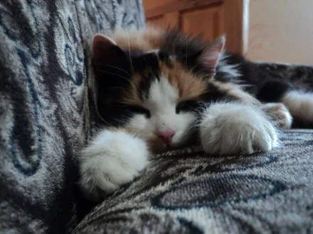 HD desktop wallpaper featuring a close-up of a sleeping kitten with white, orange, and black fur, nestled on a patterned fabric.