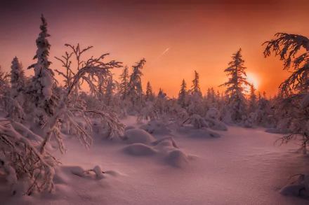 HD PC desktop wallpaper/background: snow-covered fir trees in a winter forest at sunset, warm orange sky and low sun casting light over pristine snow.