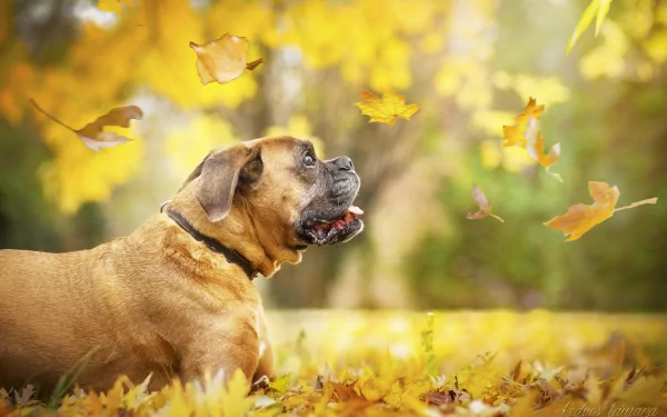 depth of field boxer (dog) dog leaf fall Animal HD Desktop Wallpaper | Background Image