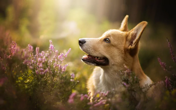 Pembroke Welsh Corgi dog Animal corgi HD Desktop Wallpaper | Background Image