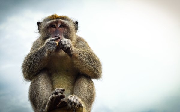 Animal Macaque Monkey HD Wallpaper | Background Image