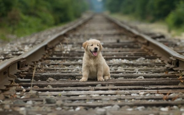 Animal Golden Retriever Dogs Puppy Dog Baby Animal HD Wallpaper | Background Image