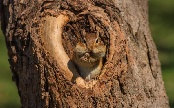 rodent Animal chipmunk HD Desktop Wallpaper | Background Image