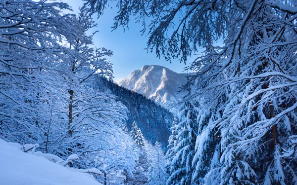 Snow-covered alpine trees frame a towering snowy mountain peak in the Austrian Alps under a clear blue sky, captured in stunning 4K Ultra HD.