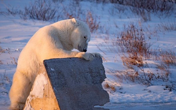 Animal Polar Bear Bears Snow Winter HD Wallpaper | Background Image