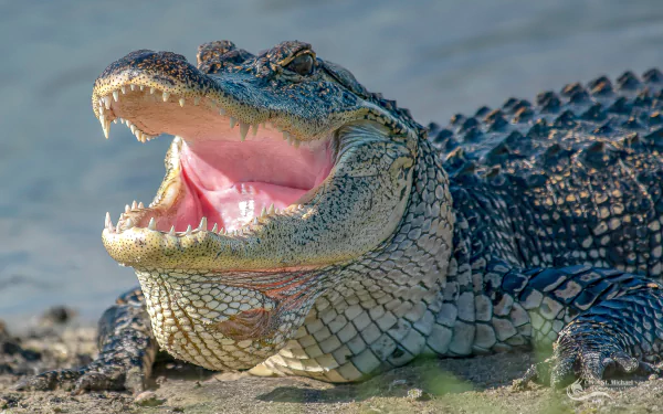 mouth Animal alligator HD Desktop Wallpaper | Background Image