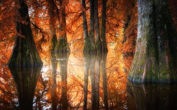 Earth Fall Forest Nature Water Reflection HD Wallpaper | Background Image