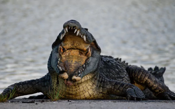 Close-up 4K Ultra HD image of a crocodile with its mouth wide open, showcasing sharp teeth and detailed textures of its rough skin.
