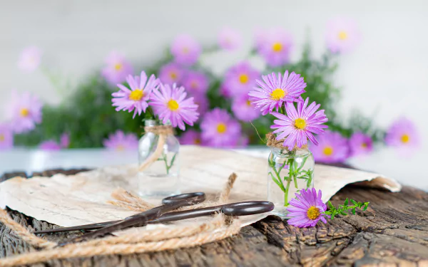 daisy scissors bouquet jar man made flower HD Desktop Wallpaper | Background Image