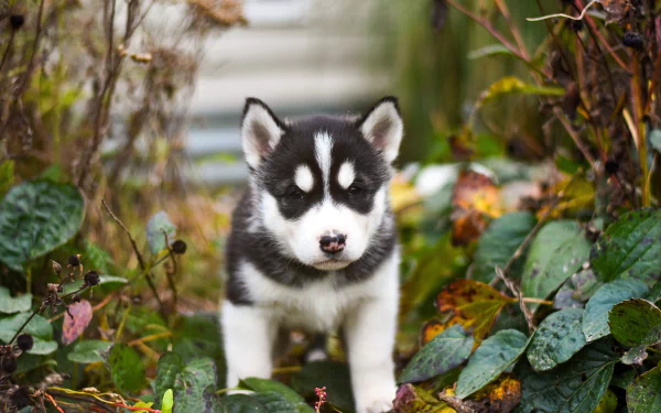 siberian husky puppy baby animal dog Animal husky HD Desktop Wallpaper | Background Image