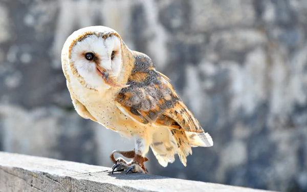 bird Animal barn owl HD Desktop Wallpaper | Background Image