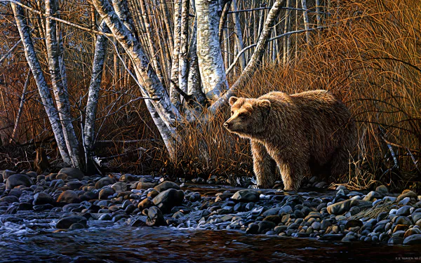 shore fall Animal bear HD Desktop Wallpaper | Background Image