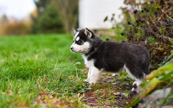 siberian husky puppy baby animal dog Animal husky HD Desktop Wallpaper | Background Image