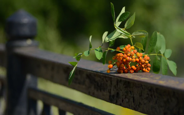 fence berry nature rowan HD Desktop Wallpaper | Background Image