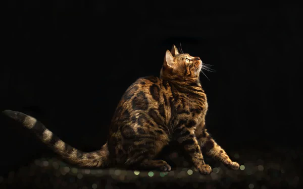cat Animal bengal cat HD Desktop Wallpaper | Background Image