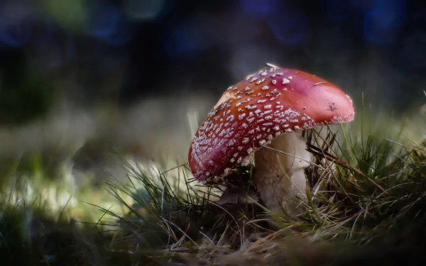 nature macro fly agaric mushroom HD Desktop Wallpaper | Background Image