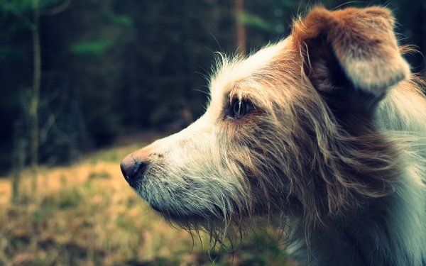 Animal Dog Dogs Profile Muzzle HD Wallpaper | Background Image