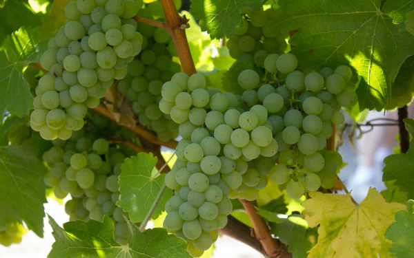vine food grapes HD Desktop Wallpaper | Background Image