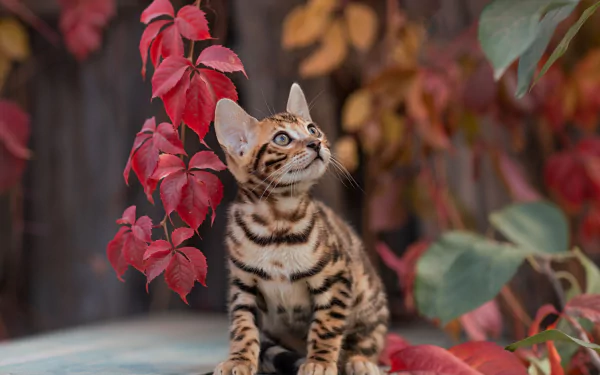baby animal cat kitten leaf Animal bengal cat HD Desktop Wallpaper | Background Image