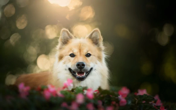 dog Animal eurasier HD Desktop Wallpaper | Background Image
