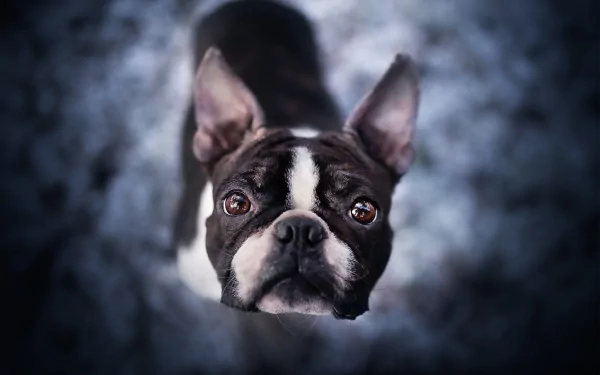 dog Animal Boston Terrier HD Desktop Wallpaper | Background Image