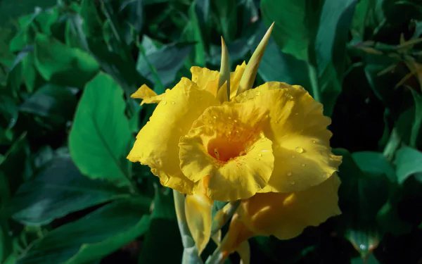 gladiolius yellow flower nature gladiolus HD Desktop Wallpaper | Background Image