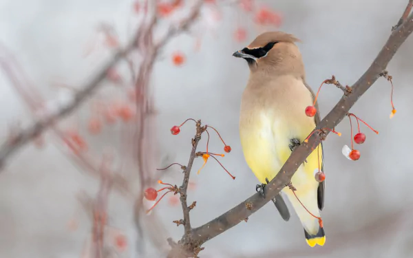 Waxwing bird (Animal) perched on a berry-laden branch in soft winter light — 4K Ultra HD PC desktop wallpaper background.