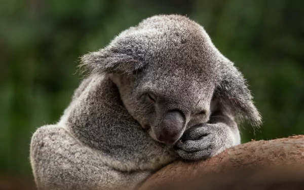 sleeping Animal koala HD Desktop Wallpaper | Background Image