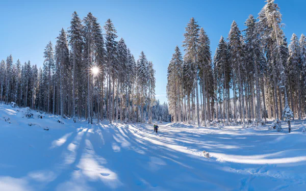 ski snow forest photography winter HD Desktop Wallpaper | Background Image