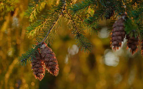 bokeh spruce cone macro nature branch HD Desktop Wallpaper | Background Image