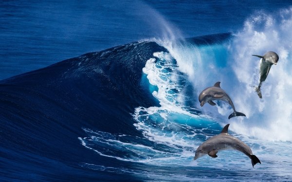 Animal Dolphin Sea Wave HD Wallpaper | Background Image