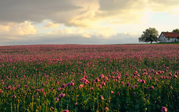 plantation pink flower tulip house photography landscape HD Desktop Wallpaper | Background Image