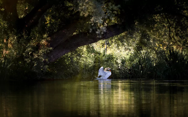 5K Ultra HD desktop wallpaper: a mute swan gliding in a shaded woodland pond, reflected in still water, framed by arching branches and dappled sunlight.