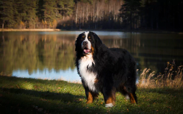 dog Animal bernese mountain dog HD Desktop Wallpaper | Background Image