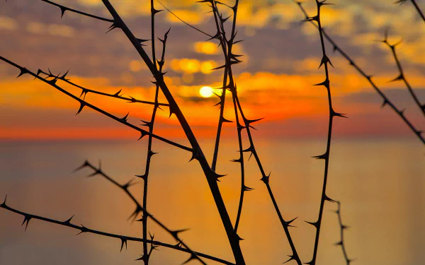 branch spikes silhouette nature sunset HD Desktop Wallpaper | Background Image