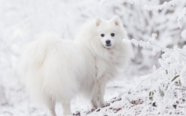 Animal Spitz Dogs Winter Snow Dog HD Wallpaper | Background Image
