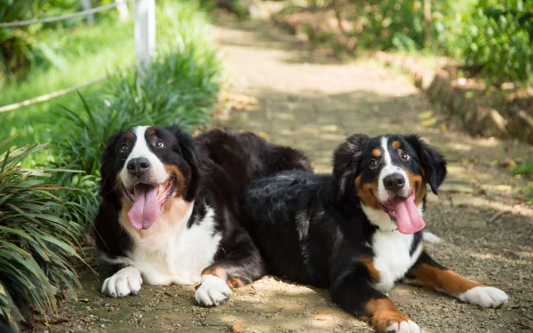 Animal bernese mountain dog HD Desktop Wallpaper | Background Image