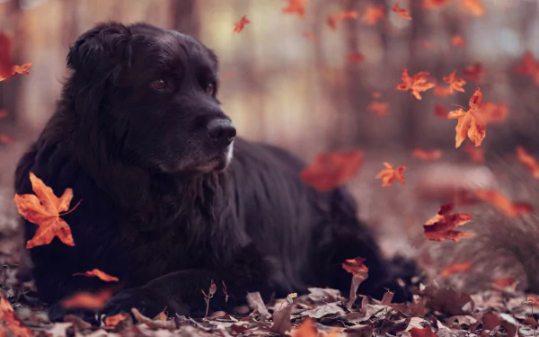 Black dog (animal) lying amid swirling red and orange leaves in a tranquil fall scene — 4K Ultra HD PC desktop wallpaper background.