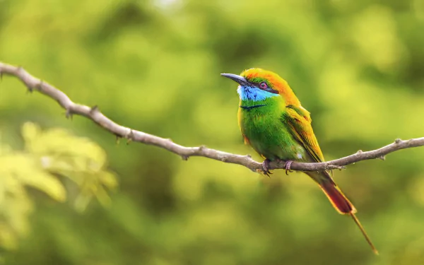 Green bee-eater bird Animal bee-eater HD Desktop Wallpaper | Background Image