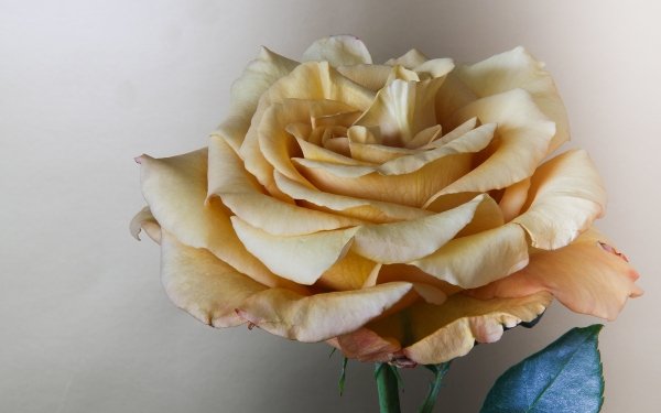 Earth Rose Flowers Petal Flower HD Wallpaper | Background Image