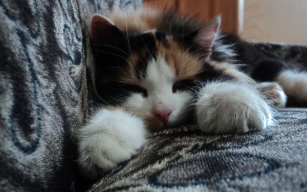 Animales Gato Gatos Kitten Fondo de pantalla HD | Fondo de Escritorio