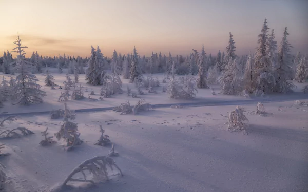 fir tree snow nature winter HD Desktop Wallpaper | Background Image