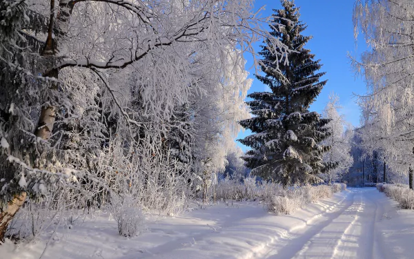 A man-made snow-covered path winds through a frost-laden spruce forest under a clear blue winter sky. This 4K Ultra HD desktop wallpaper captures serene natural beauty.