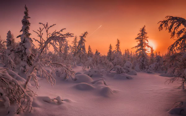 HD PC desktop wallpaper/background: snow-covered fir trees in a winter forest at sunset, warm orange sky and low sun casting light over pristine snow.