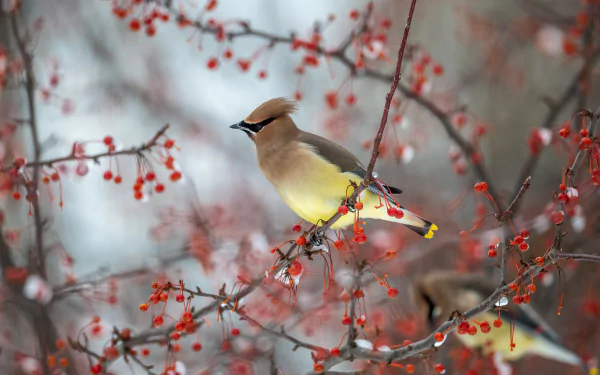 Waxwing perched among red berries on snowy branches — 4K Ultra HD PC desktop wallpaper of a bird, animal.