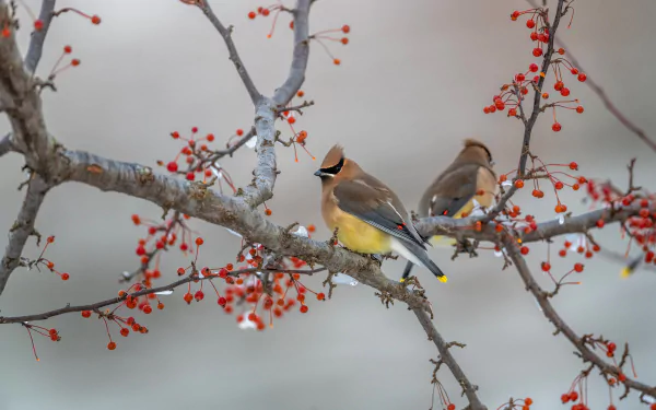 4K Ultra HD PC desktop wallpaper background: two waxwing birds (animal) perched on a berry-covered branch, bright red berries against a soft gray backdrop.