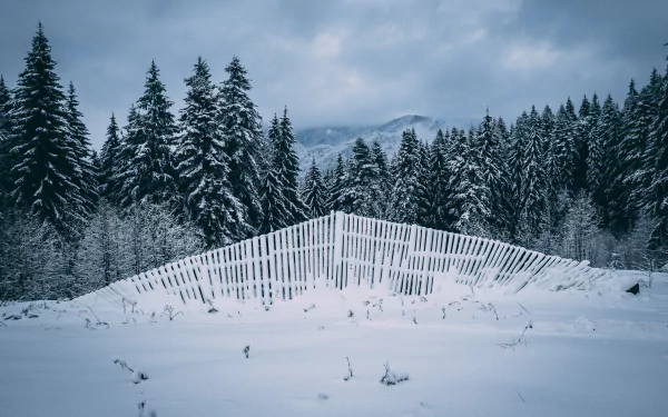 fir tree fence snow photography winter HD Desktop Wallpaper | Background Image